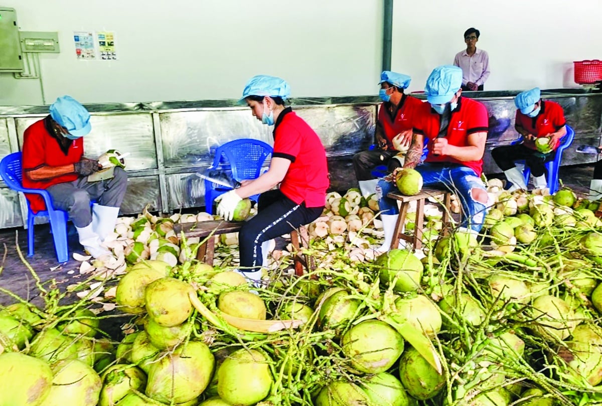 Багато підприємств та кооперативів нещодавно отримали доступ до пільгових кредитів від банківської системи для інвестування у виробництво, переробку та експорт ключових фруктів та овочів. Nhiều doanh nghiệp, hợp tác xã thời gian qua đã tiếp cận được nguồn vốn vay ưu đãi từ hệ thống ngân hàng để đầu tư sản xuất chế biến xuất khẩu các mặt hàng rau quả chủ lực