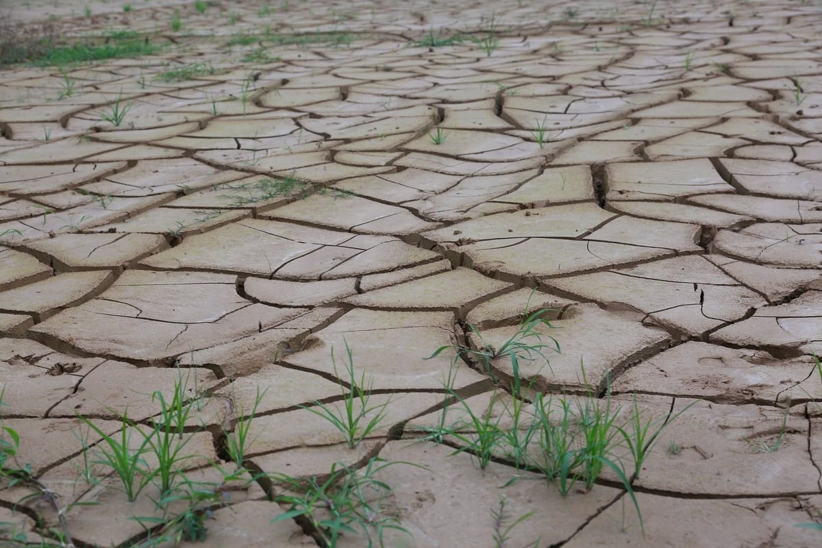 Сухие, потрескавшиеся поля из-за нехватки воды. Фото: Тхань Нга. Ruộng khô nứt nẻ vì không có nước. Ảnh: Thanh Ngà.