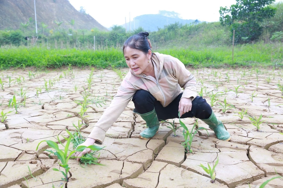 Жительнице деревни Доан Кет округа Ау Лау г-же Данг Тхи Туй Нга пришлось перейти с ежегодного выращивания овощей на выращивание кукурузы из-за нехватки воды. Фото: Тхань Нга. Bà Đặng Thị Thúy Nga, người dân thôn Đoàn Kết, phường Âu Lâu phải chuyển diện tích trồng rau hằng năm sang trồng ngô vì thiếu nước. Ảnh: Thanh Ngà.