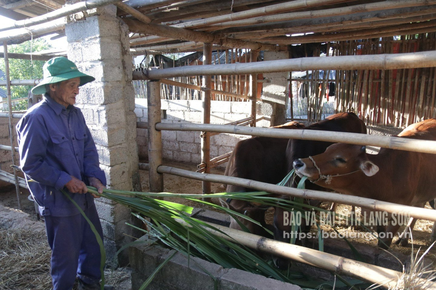 Människor i byn Dong Tien i Na Sam-kommunen tar hand om kor som stöds av projektet för att diversifiera försörjningsmöjligheterna och utveckla modeller för fattigdomsbekämpning.