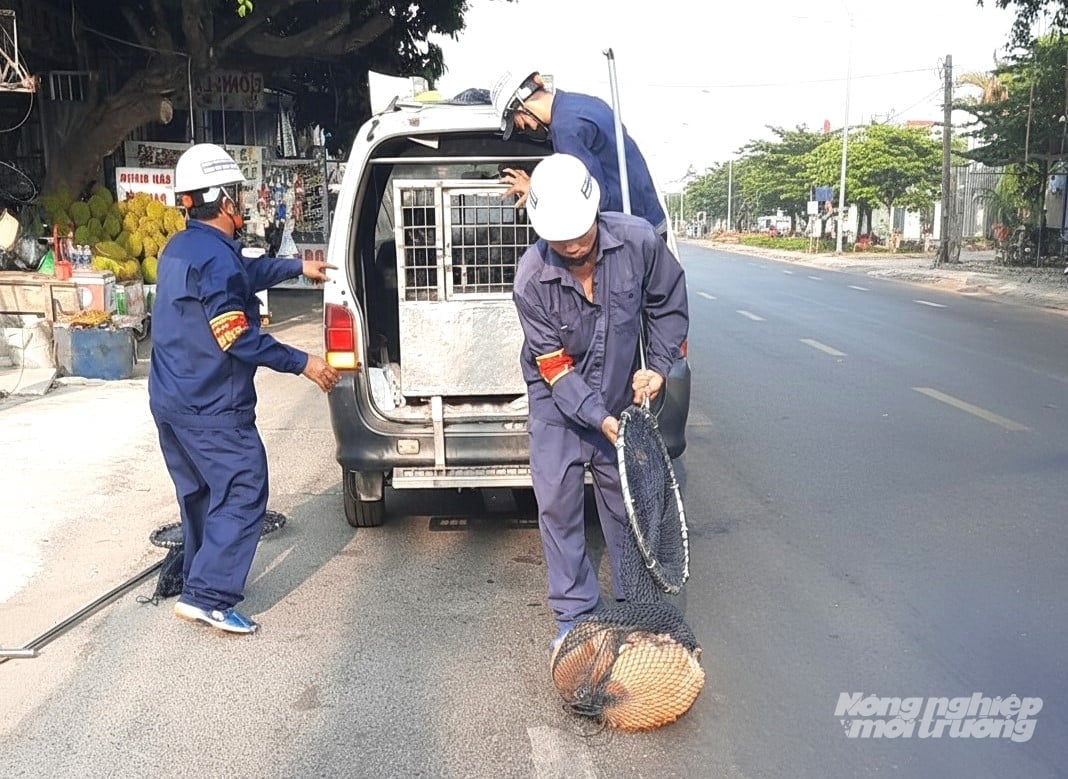 Il Dipartimento di Zootecnia e Medicina Veterinaria di An Giang, in coordinamento con le autorità locali, ha lanciato una campagna per catturare cani e gatti randagi nelle aree pubbliche, con l'obiettivo di prevenire e controllare in modo proattivo la rabbia nella regione. Foto: Trung Chánh.