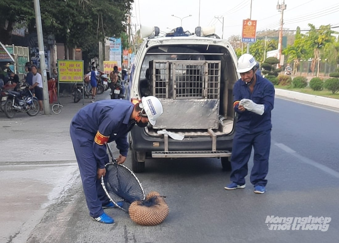 I cani e i gatti che vengono lasciati liberi di vagare in luoghi pubblici, una volta sorpresi, sono soggetti a multe e all'obbligo di registrazione della vaccinazione da parte dei proprietari prima di poter riportare i loro animali a casa. Foto: Trung Chánh.