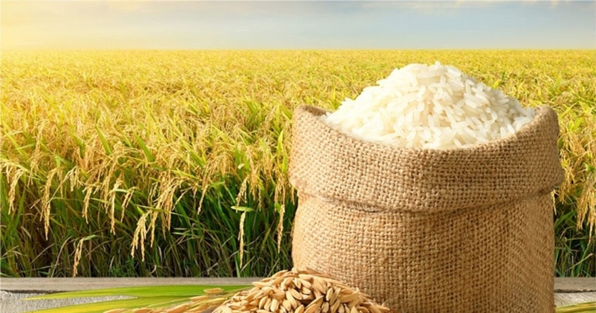 Giá lúa gạo hôm nay 17/11: Giao dịch trầm lắng, giá đi ngang