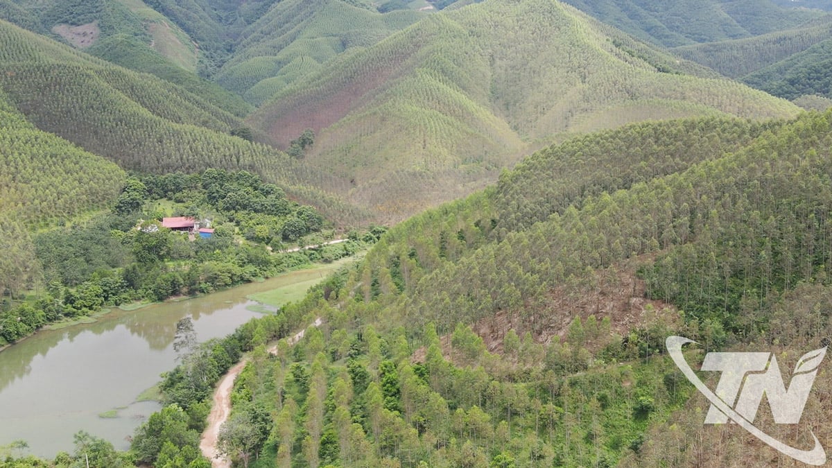 ព្រៃឈើអាកាស្យា និងដើមអាកាស្យាដ៏ធំល្វឹងល្វើយរបស់គ្រួសារលោក Pham Van Long នៅភូមិ Van Han ឃុំ Van Han។