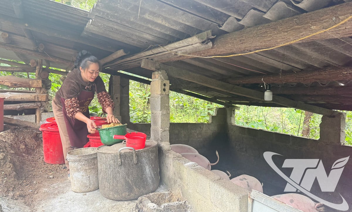 លោកស្រី Trieu Thi Mai អនុវត្តវិធីចិញ្ចឹមសត្វជាមួយចំណីដែលមានជាតិ fermented ជាមួយ microorganisms ធម្មជាតិ។