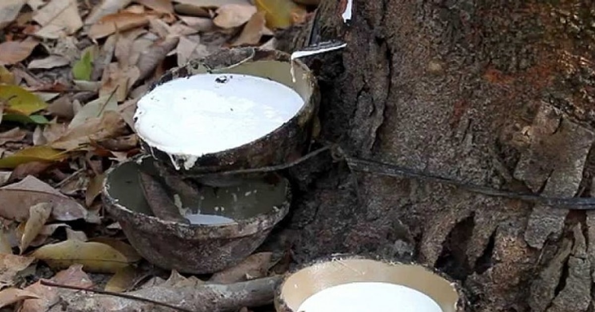 Giá cao su hôm nay 17/11: Tăng tại Thái Lan, giảm ở Trung Quốc