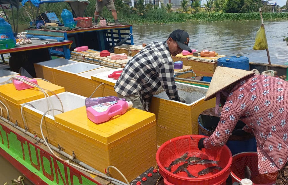 Flommen avtar, bønder drar ut på jordene for å fange fisk