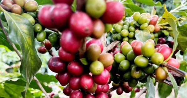 Niên vụ 2026-2027 có thể dư 7-10 triệu bao, cà phê đối diện áp lực mới