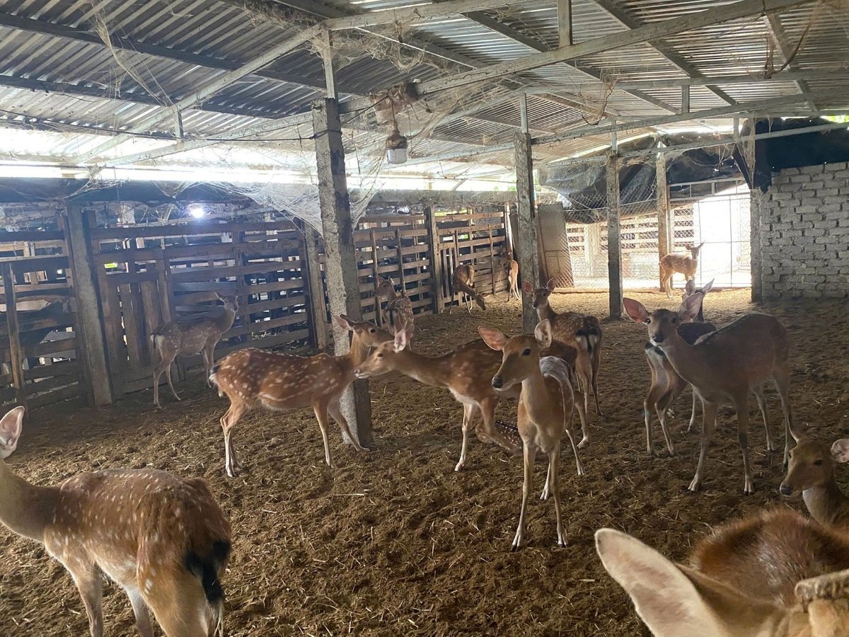 Hjortflock uppfödd enligt örtmedicinmodell i Quynh Anh-kommunen. Foto: Pham Tuan. Đàn hươu nuôi theo mô hình thảo dược tại xã Quỳnh Anh. Ảnh: Phạm Tuân.