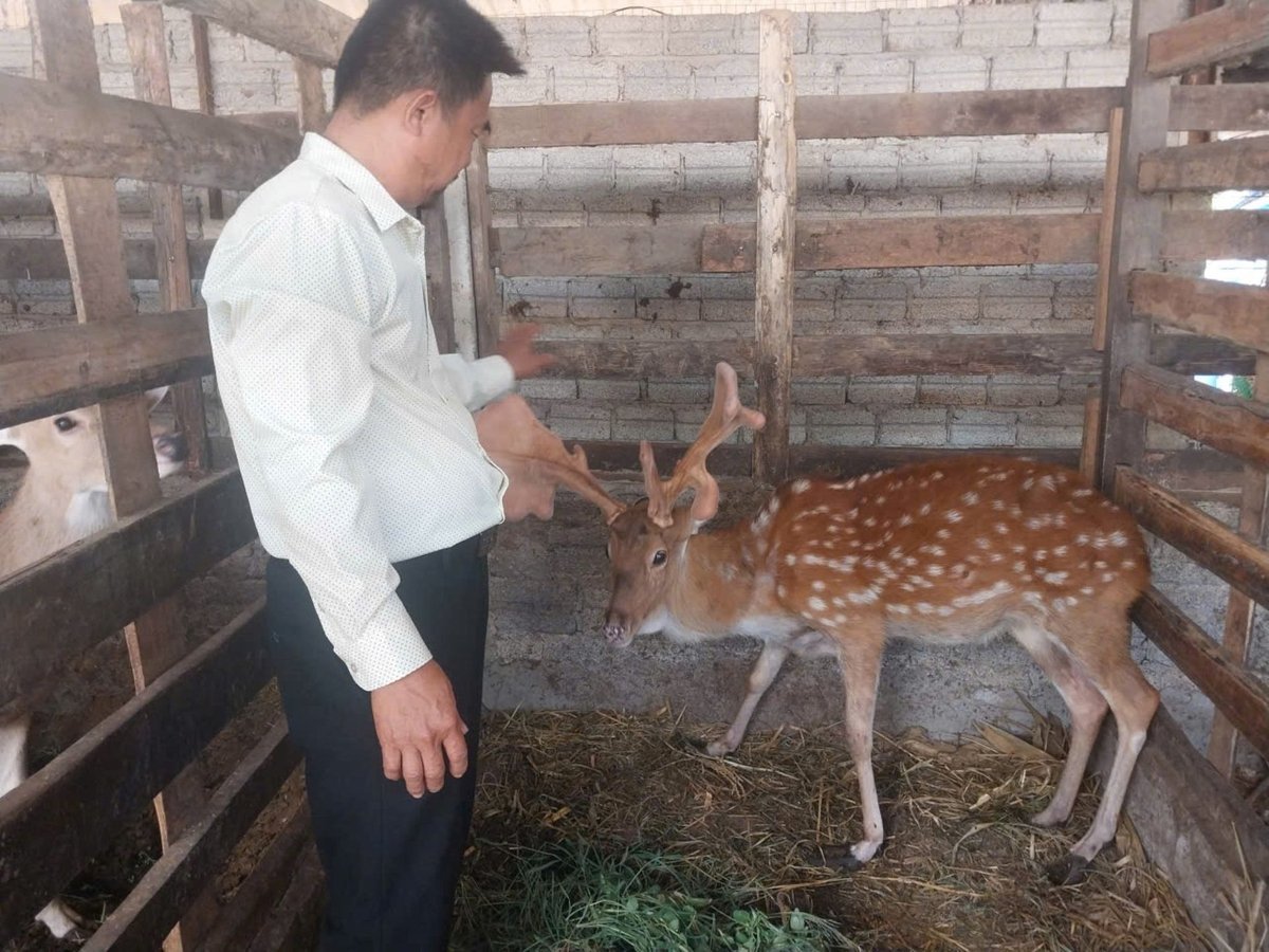 Herr Ho Van Xuyens hushåll i Quynh Anh kommun har fler än 100 hjortar som föds upp med hjälp av örtmedicin. Foto: Pham Tuan. Hộ ông Hồ Văn Xuyên, xã Quỳnh Anh có hơn 100 con hươu nuôi theo mô hình thảo dược. Ảnh: Phạm Tuân.