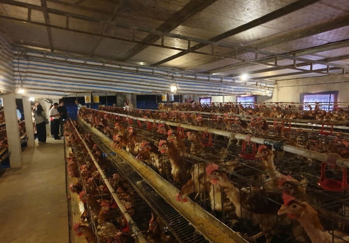 Den örtbaserade kycklingodlingsmodellen utvecklas i Quynh Anh-kommunen. Foto: Pham Tuan. Mô hình nuôi gà thảo dược đang phát triển ở xã Quỳnh Anh. Ảnh: Phạm Tuân.