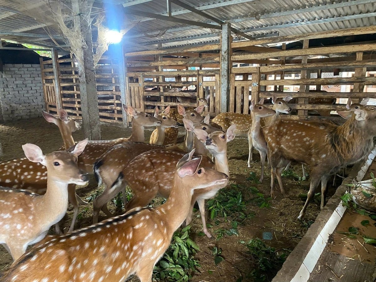 Den örtbaserade boskapsuppfödningsmodellen leder till effektivitet. Foto: Pham Tuan. Mô hình chăn nuôi theo mô hình thảo dược đang mang lại hiệu quả. Ảnh: Phạm Tuân.