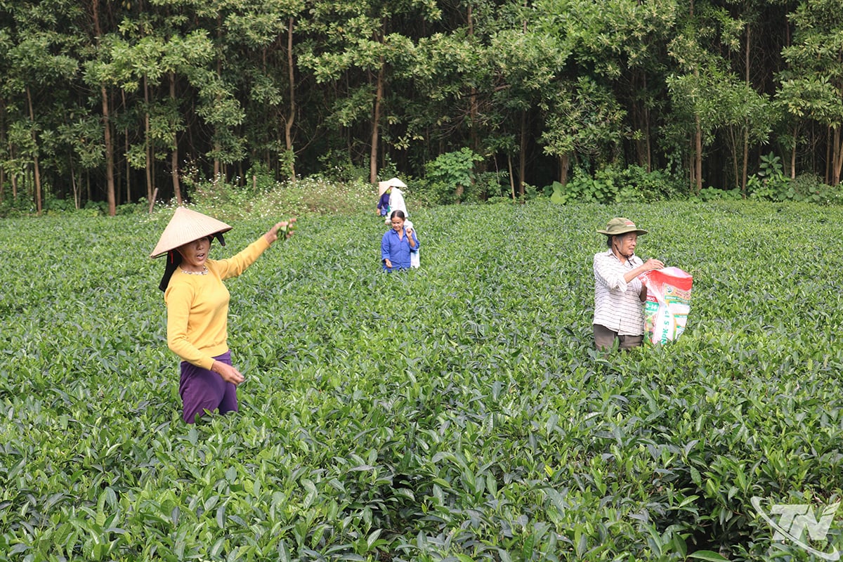 Teträd ger bönderna i Quang Son kommun 185 miljarder VND/år.