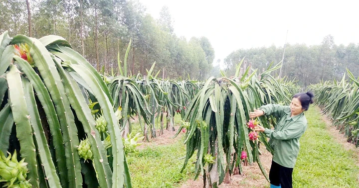 Thanh long trên vùng đất khó