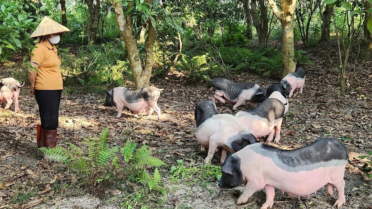 Modelo de cría orgánica de cerdos Mong Cai de la Cooperativa Van Thanh Phat (Mong Cai 2 Ward, Quang Ninh). Foto: Nguyen Thanh. Mô hình chăn nuôi lợn Móng Cái hữu cơ của HTX Vạn Thành Phát (phường Móng Cái 2, Quảng Ninh). Ảnh: Nguyễn Thành.