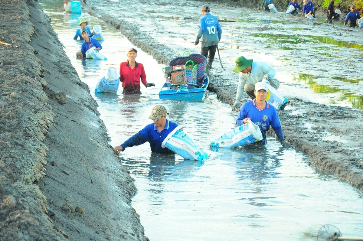 គំរូស្រូវ-បង្គាធម្មជាតិ ដែលកាត់បន្ថយការបំភាយឧស្ម័នផ្ទះកញ្ចក់នៅទីក្រុង Can Tho កំពុងនាំមកនូវប្រសិទ្ធភាពសេដ្ឋកិច្ចល្អដល់កសិករ។ រូបថត៖ Kim Anh។ Mô hình lúa-tôm thuận tự nhiên, giảm phát thải khí nhà kính ở TP. Cần Thơ đang mang lại hiệu quả kinh tế tốt cho nông dân. Ảnh: Kim Anh.