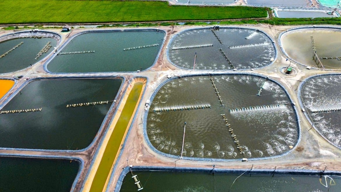 វារីវប្បកម្មជាឧស្សាហកម្មសំខាន់មួយដែលមានសក្ដានុពលក្នុងការកាត់បន្ថយការបញ្ចេញឧស្ម័នផ្ទះកញ្ចក់នៅទីក្រុង Can Tho។ រូបថត៖ Kim Anh។ Lĩnh vực nuôi trồng thủy sản là một trong những ngành mũi nhọn, tiềm năng giảm phát thải khí nhà kính ở Cần Thơ. Ảnh: Kim Anh.