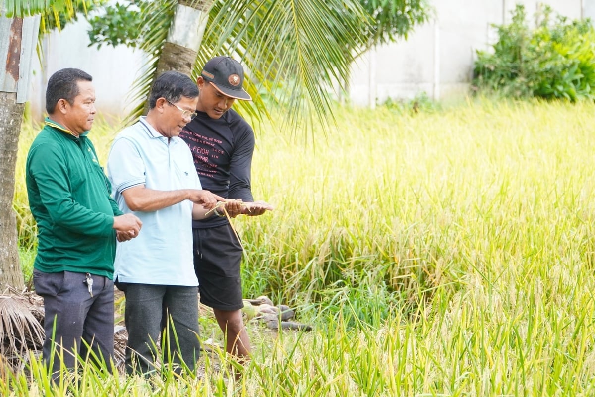 កសិករនៅឃុំ Lieu Tu (ទីក្រុង Can Tho) មានសេចក្តីរំភើបរីករាយក្នុងការចូលរួមក្នុងគម្រោងផលិតកម្មស្រូវសរីរាង្គមួយ ផ្សារភ្ជាប់ជាមួយនឹងអាជីវកម្មដែលទិញផលិតផល។ រូបថត៖ Kim Anh។ Nông dân xã Liêu Tú (TP. Cần Thơ) phấn khởi tham gia dự án sản xuất lúa hữu cơ gắn kết với doanh nghiệp bao tiêu sản phẩm. Ảnh: Kim Anh.