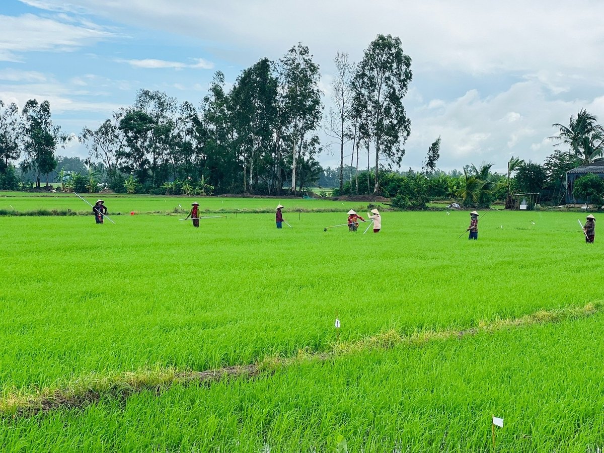ដំណាំស្រូវរដូវរងានៅឃុំ Chau Thoi ខេត្ត Ca Mau។ រូបថត៖ Trong Linh។ Vụ lúa đông xuân tại xã Châu Thới, tỉnh Cà Mau. Ảnh: Trọng Linh.