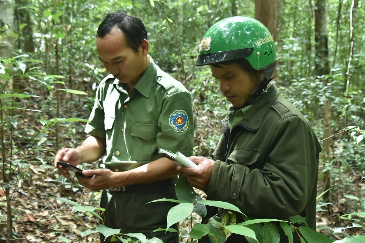 Лісовики в Кон Чу Ранг добре попрацювали над захистом «зеленої перлини». Фото: Туан Ань. Lực lượng giữ rừng ở Kon Chư Răng đăng thực hiện tốt nhiệm vụ bảo vệ 'viên ngọc xanh'. Ảnh: Tuấn Anh.
