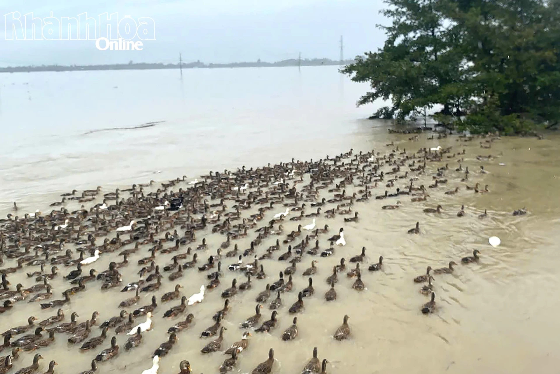 ហ្វូងទាជិត៣.០០០ក្បាលនៅមិនទាន់រើទៅទីទួលខ្ពស់នៅឡើយ ។ ពួកគេបានហែលទឹកនៅក្នុងទឹកជំនន់។