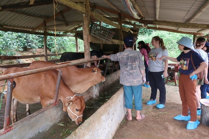O projeto Chan Hênh, implementado pelo ILRI em Son La, contribui diretamente para a Estratégia Nacional de Desenvolvimento da Pecuária para o período de 2021 a 2030. Foto: ILRI. Dự án Chăn Hênh được ILRI triển khai tại Sơn La trực tiếp đóng góp vào Chiến lược Phát triển Chăn nuôi Quốc gia giai đoạn 2021 - 2030. Ảnh: ILRI.