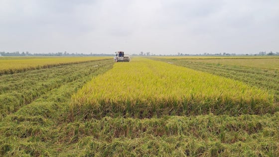 Tưới ngập khô xen kẽ khó mở rộng do thủy lợi nội đồng chưa hoàn chỉnh