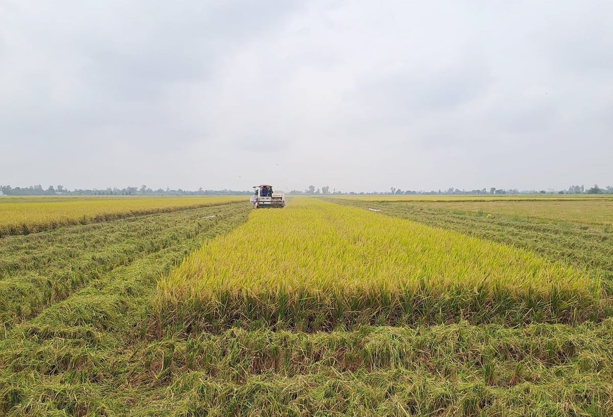 ផលិតកម្មស្រូវគឺជាអ្នករួមចំណែកដ៏ធំបំផុតក្នុងការបំភាយឧស្ម័ននៅក្នុងវិស័យកសិកម្ម។ រូបថត៖ មិញសាង។ Sản xuất lúa gây phát thải lớn nhất trong nông nghiệp. Ảnh: Minh Sáng.