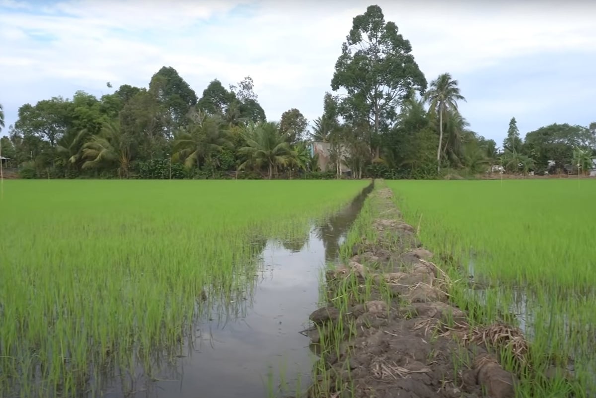 ការជន់លិចវាលស្រែជាទៀងទាត់បណ្តាលឱ្យមានការបំភាយឧស្ម័នផ្ទះកញ្ចក់។ រូបថត៖ មិញសាង។ Để nước ngập thường xuyên trên mặt ruộng gây ra phát thải khí nhà kính. Ảnh: Minh Sáng.
