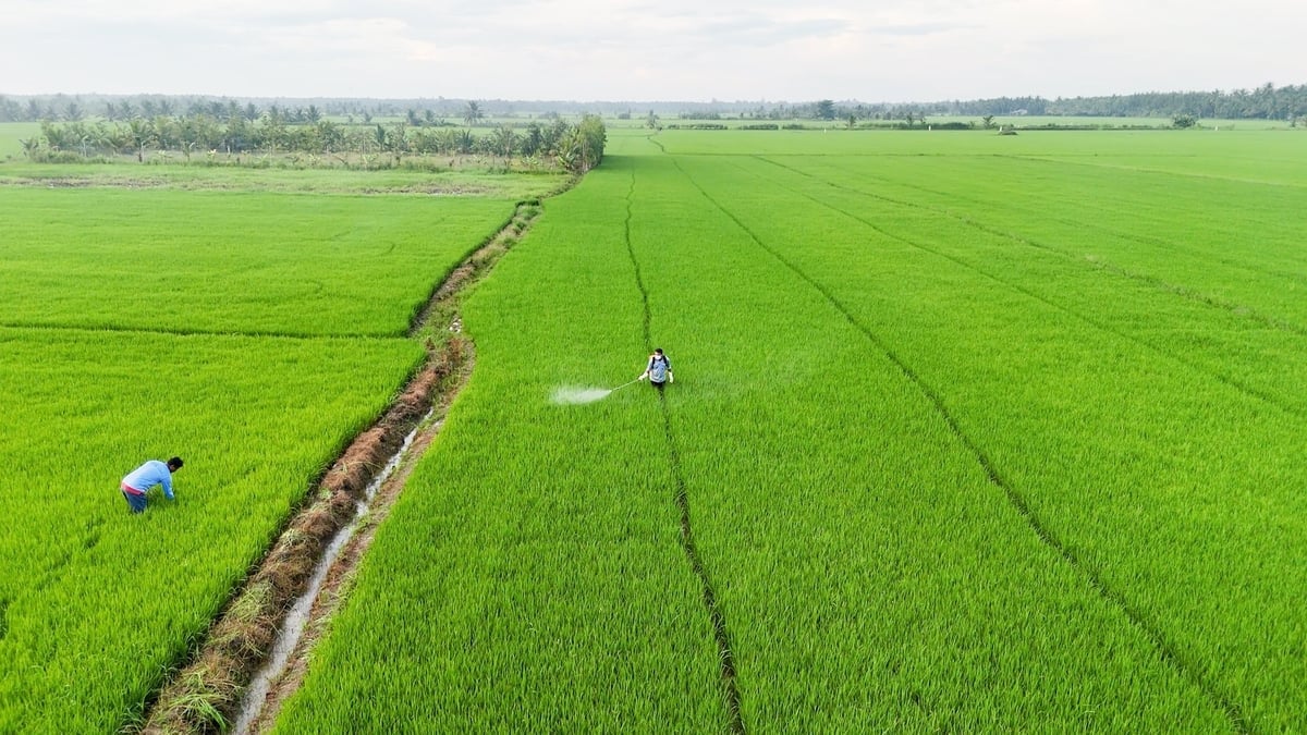 Багато шкідників перебувають під загрозою масових спалахів під час осінньо-зимового врожаю рису 2025 року в дельті Меконгу. Фото: Мінх Санг. Nhiều dịch hại có nguy cơ bùng phát trên diện rộng trong vụ lúa thu đông 2025 ở ĐBSCL. Ảnh: Minh Sáng.