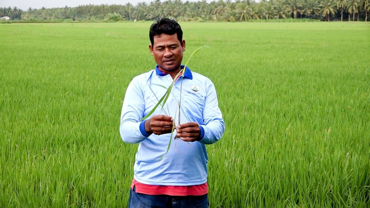 Цьогорічний осінньо-зимовий урожай мав несприятливі погодні умови: послідовні несезонні дощі спричинили тривалі повені, що ускладнило догляд за рисом. Фото: Мінх Санг. Vụ thu đông năm nay thời tiết bất lợi, mưa trái mùa liên tiếp gây ngập úng kéo dài khiến việc chăm sóc lúa gặp khó khăn. Ảnh: Minh Sáng.