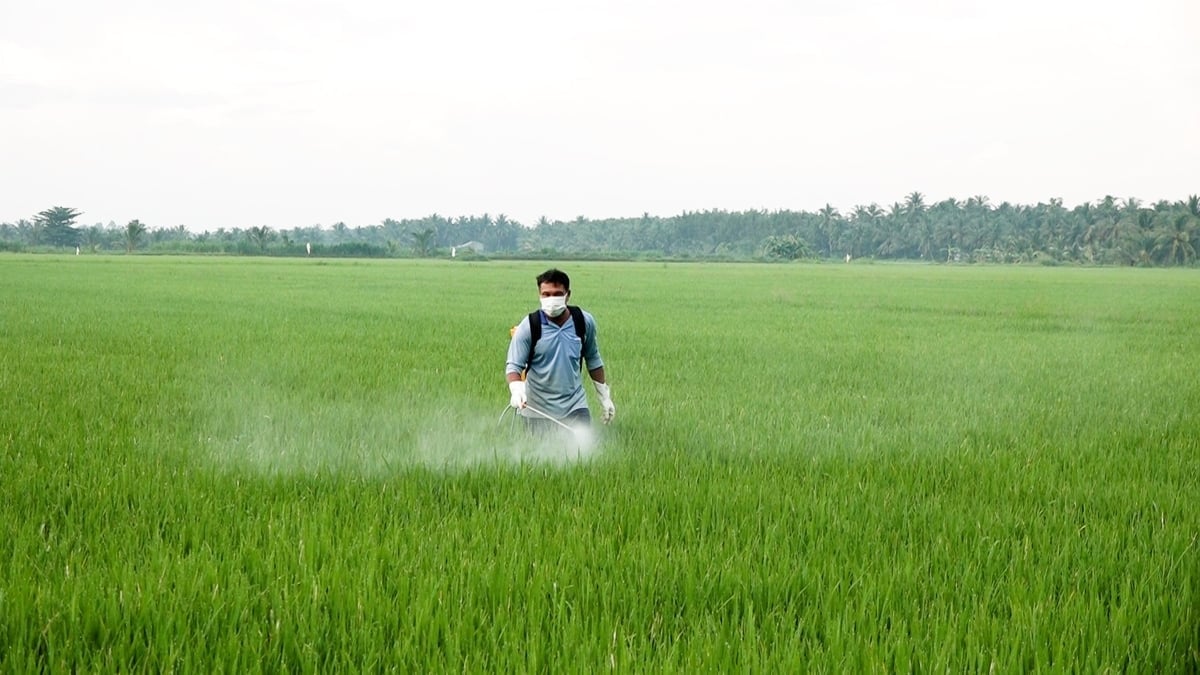 Хвороба рису, спричинена пирійністю, все ще є головною проблемою для фермерів. Фото: Мін Санг. Bệnh đạo ôn trên lúa vẫn là mối lo hàng đầu của bà con nông dân. Ảnh: Minh Sáng.