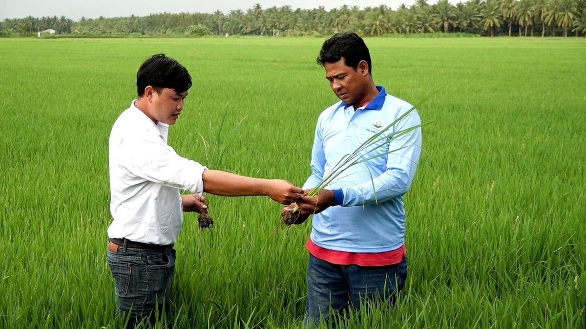 Зіткнувшись зі все більш складним тиском шкідників, багато підприємств у галузі захисту рослин активно координують свої дії з професійними агентствами для підтримки фермерів. Фото: Мінх Санг. Trước áp lực sâu bệnh ngày càng phức tạp, nhiều doanh nghiệp trong ngành BVTV đã chủ động phối hợp với cơ quan chuyên môn hỗ trợ nông dân. Ảnh: Minh Sáng.