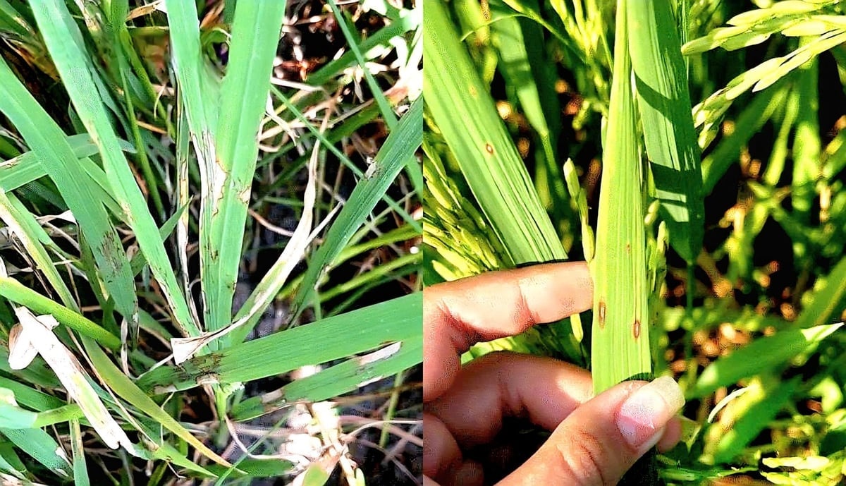 Деякі поширені хвороби, що пошкоджують рис, включають буру плямистість, пирій... Фото: Мін Санг. Một số bệnh thường gây hại trên lúa như đốm vằn, đạo ôn... Ảnh: Minh Sáng.