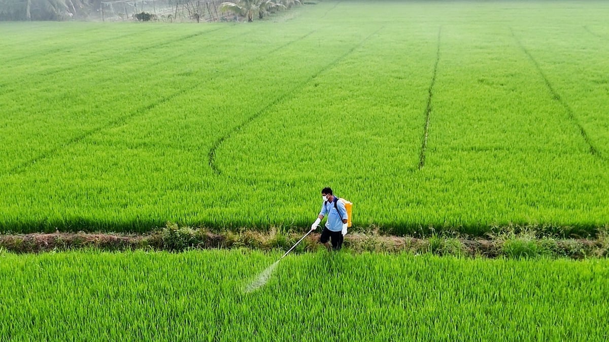 У контексті зміни клімату боротьба зі шкідниками повинна базуватися на принципі «профілактика – це ключ, своєчасне лікування – це ключ». Фото: Мінх Санг. Trong bối cảnh biến đổi khí hậu, việc quản lý dịch hại cần dựa trên nguyên tắc 'phòng là chính, trị kịp thời'. Ảnh: Minh Sáng.