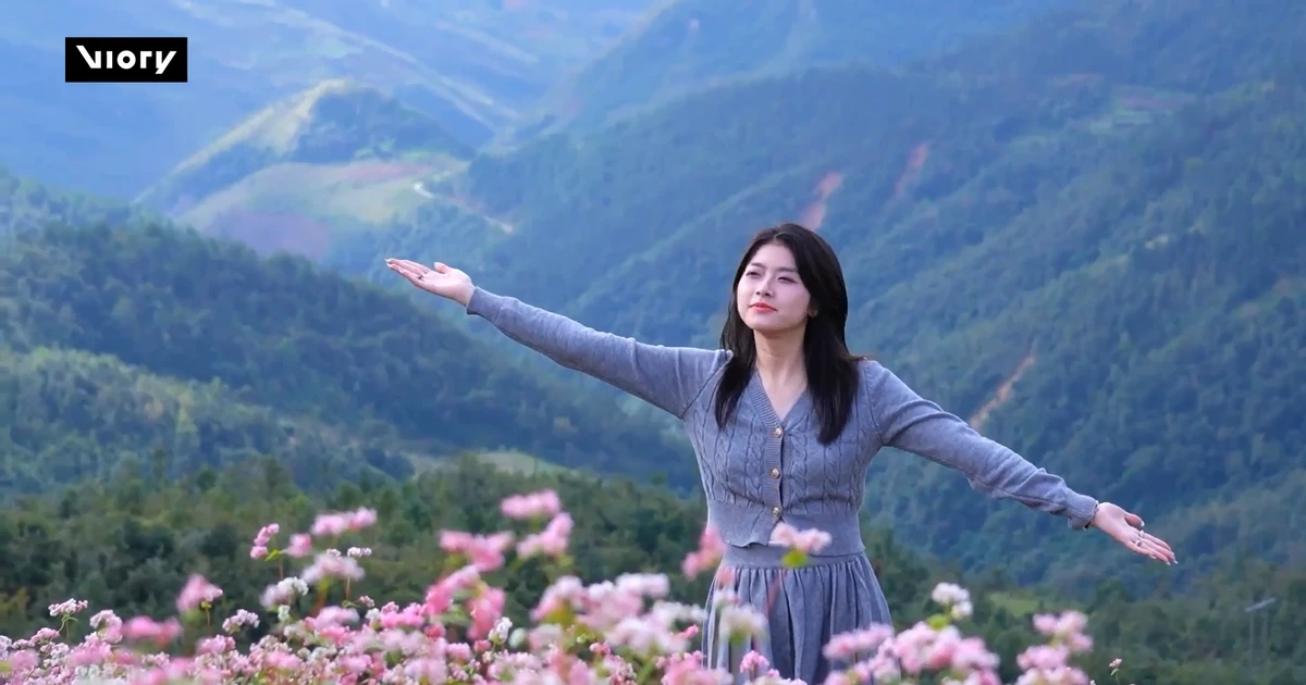 Tam giác mạch vào mùa, Tuyên Quang trở thành điểm check-in hút khách