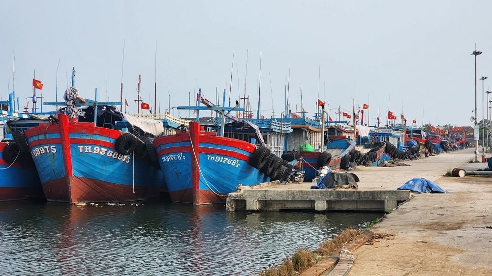คณะกรรมการบริหารจัดการท่าเรือประมงได้ออกใบรับรองแหล่งกำเนิดสินค้า 30 ฉบับสำหรับผลิตภัณฑ์สัตว์น้ำที่นำมาใช้ประโยชน์ และส่งออกปลาหมึกเกือบ 220 ตัน ซึ่งช่วยให้มั่นใจได้ถึงการตรวจสอบย้อนกลับตามมาตรฐานตลาดสากล ภาพ: Thu Thuy