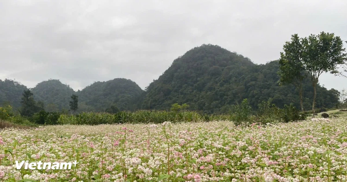 "Miền đá nở hoa" - Lễ hội du lịch đặc sắc níu chân du khách