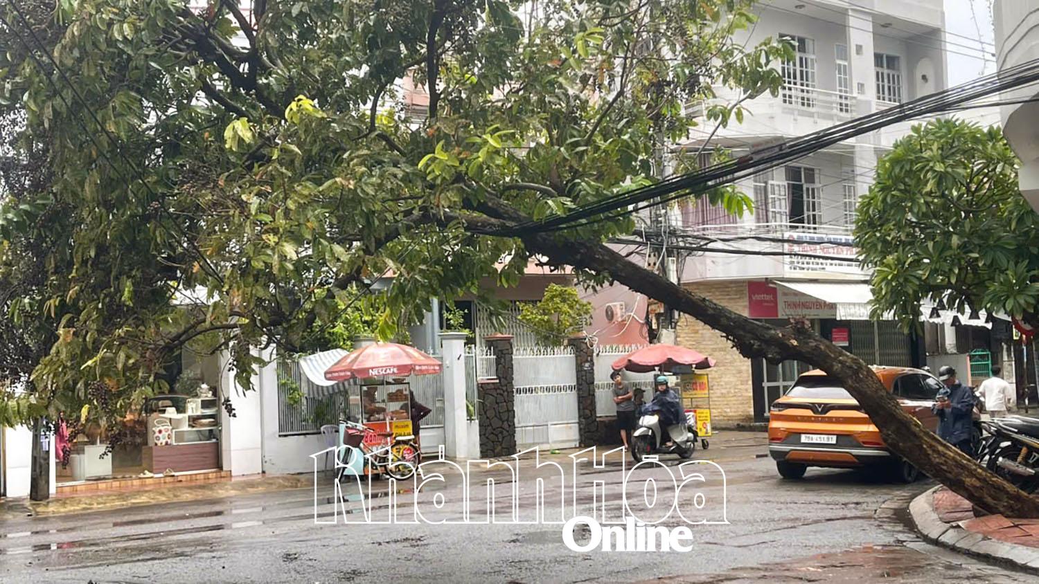 Dlouhotrvající silný déšť změkl zem a způsobil, že se na ulici Dong Nai (městská část Nam Nha Trang) málem zřítil velký strom…