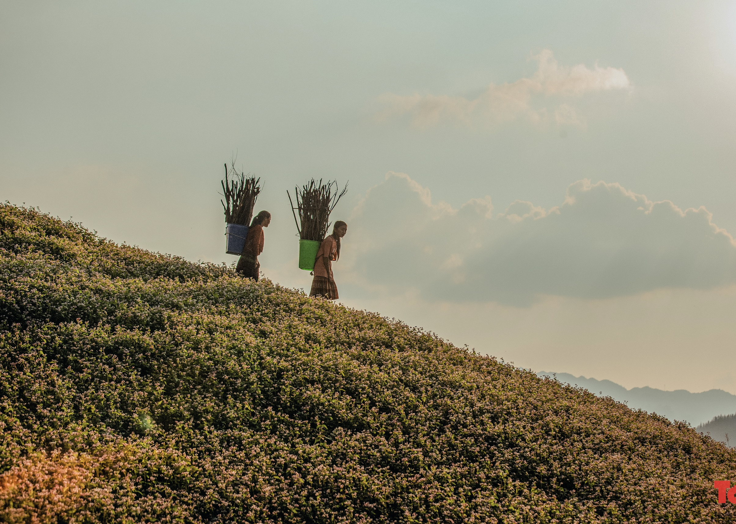Tam giác mạch vào mùa, Hà Giang -Tuyên Quang trở thành điểm check-in hút khách