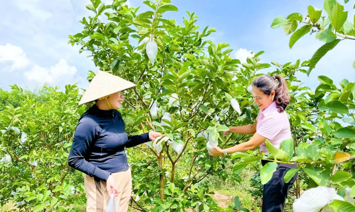 नीतिगत पूंजी प्रवाह से सुरक्षा की ओर स्थिर कदम Vững bước an sinh từ dòng vốn chính sách