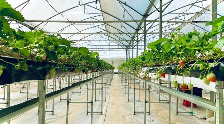 Giữ vững nông nghiệp công nghệ cao trong hành lang pháp lý phát triển quốc gia - Ảnh 1.