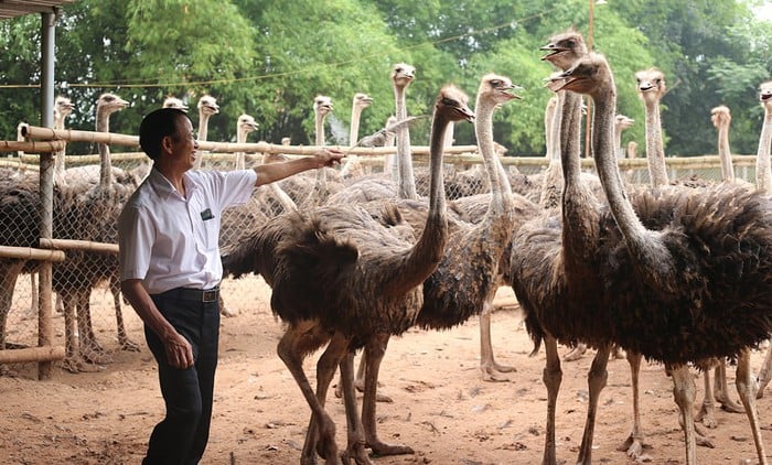 כפרי המיעוטים האתניים מונג ודאו הופכים ליעדי תיירות קהילתיים חדשים בהאנוי - תמונה 2. Bản làng đồng bào Mường và Dao thành điểm đến du lịch cộng đồng mới của Hà Nội- Ảnh 2.