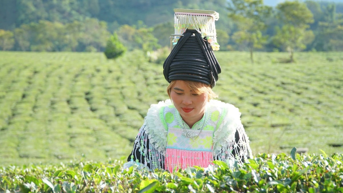 أصبحت حياة السيدة فام ثي ماي أفضل بفضل نباتات الشاي. تصوير: دوك بينه. Cuộc sống của chị Phàm Thị Mẩy giờ đã khấm khá nhờ cây chè. Ảnh: Đức Bình.