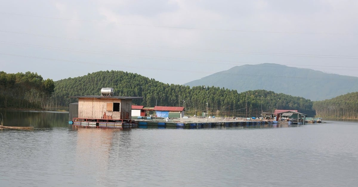 Algumas famílias que criam peixes no lago Thac Ba entraram em contato com Tam Duc para garantir uma produção estável. Foto: Thanh Nga.