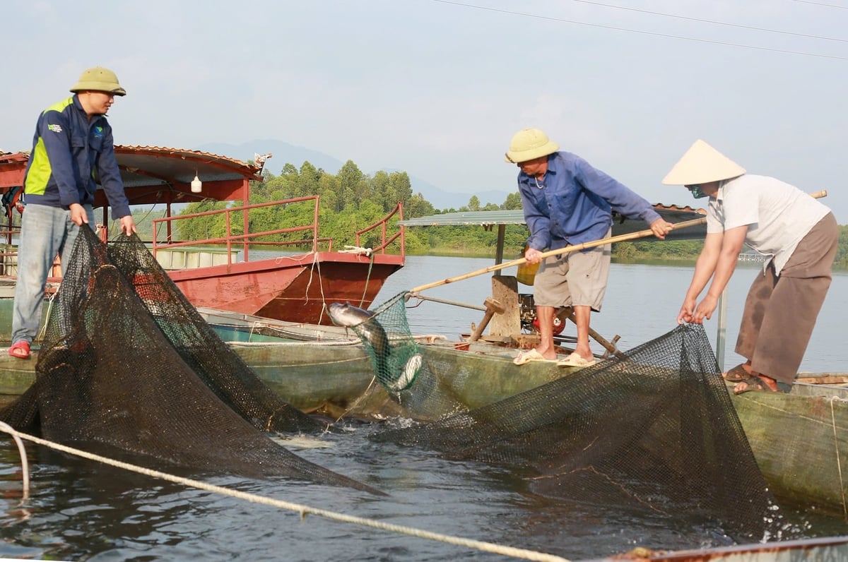 A comuna de Yen Binh pretende desenvolver a aquicultura de acordo com a cadeia de valor. Foto: Thanh Nga.