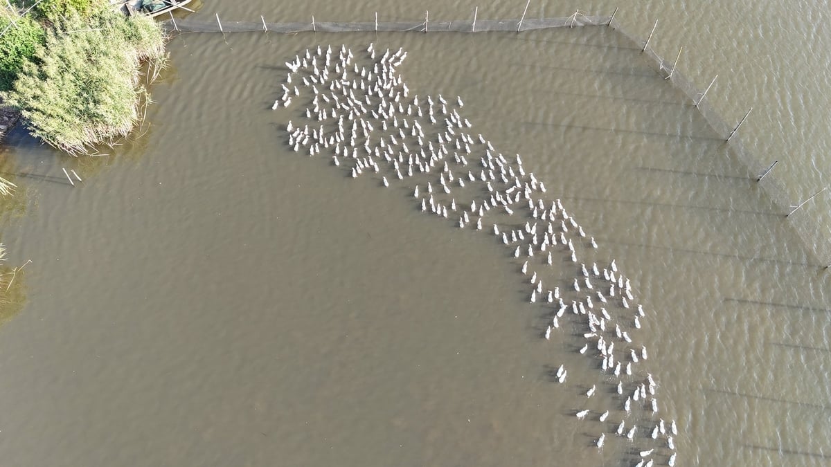 卵用のアヒルを養殖するモデルは、ハイラン村の人々の持続可能な経済発展に貢献している。写真:グエン・タン