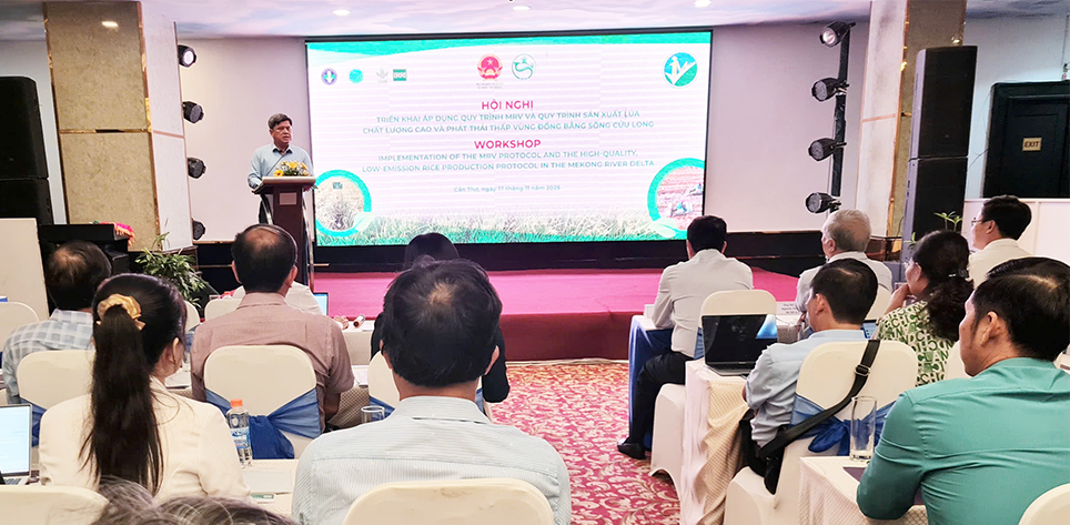 Implementação do processo MRV e do processo de produção de arroz de alta qualidade e baixa emissão no Delta do Mekong
