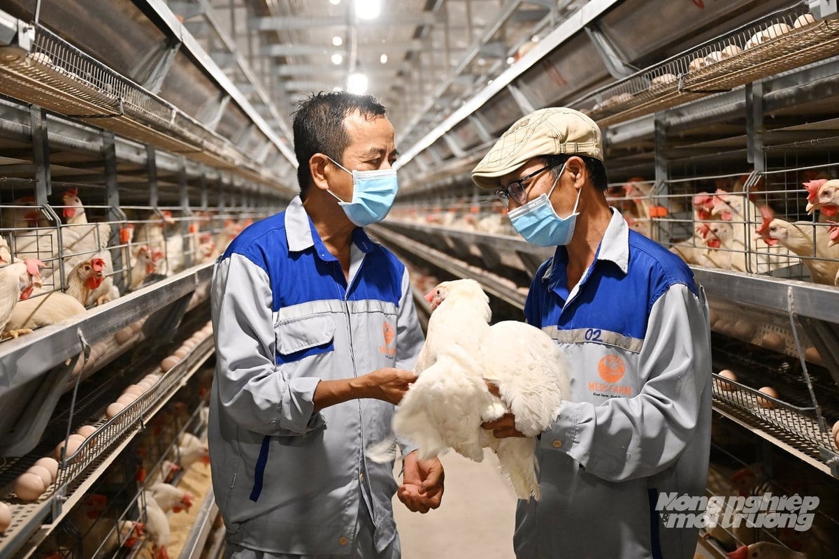 메비 농장의 닭들은 음악을 듣고, 에어컨을 틀고, 채식 음식을 먹습니다. 사진: 응우옌 투이. Gà mái tại trang trại chăn nuôi của Mebi Farm được nghe nhạc, ở máy điều hòa, ăn thức ăn thuần chay. Ảnh: Nguyễn Thủy.