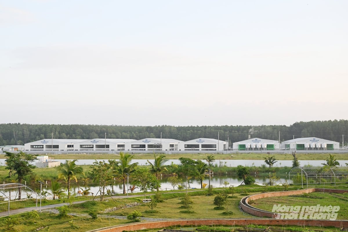 72헥타르 규모의 이 농장은 시원한 녹지 공간을 갖춘 개조된 카유풋 숲 한가운데에 자리 잡고 있습니다. 사진: 응우옌 투이. Nông trại 72ha nằm giữa rừng tràm được cải tạo với không gian xanh mát. Ảnh: Nguyễn Thủy.